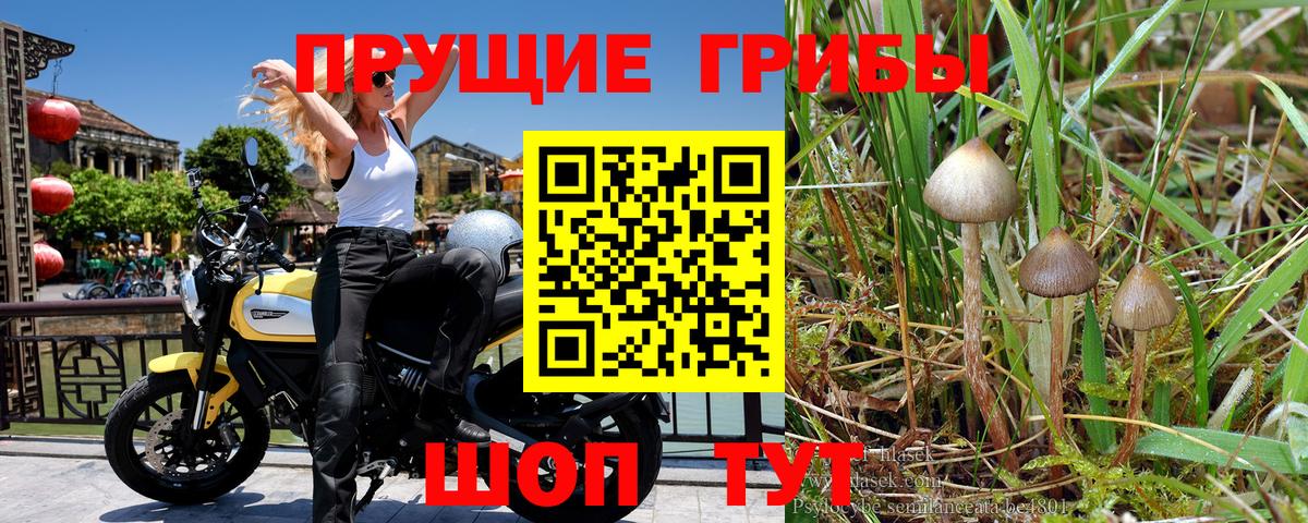 Галлюциногенные грибы мухоморы Каменка